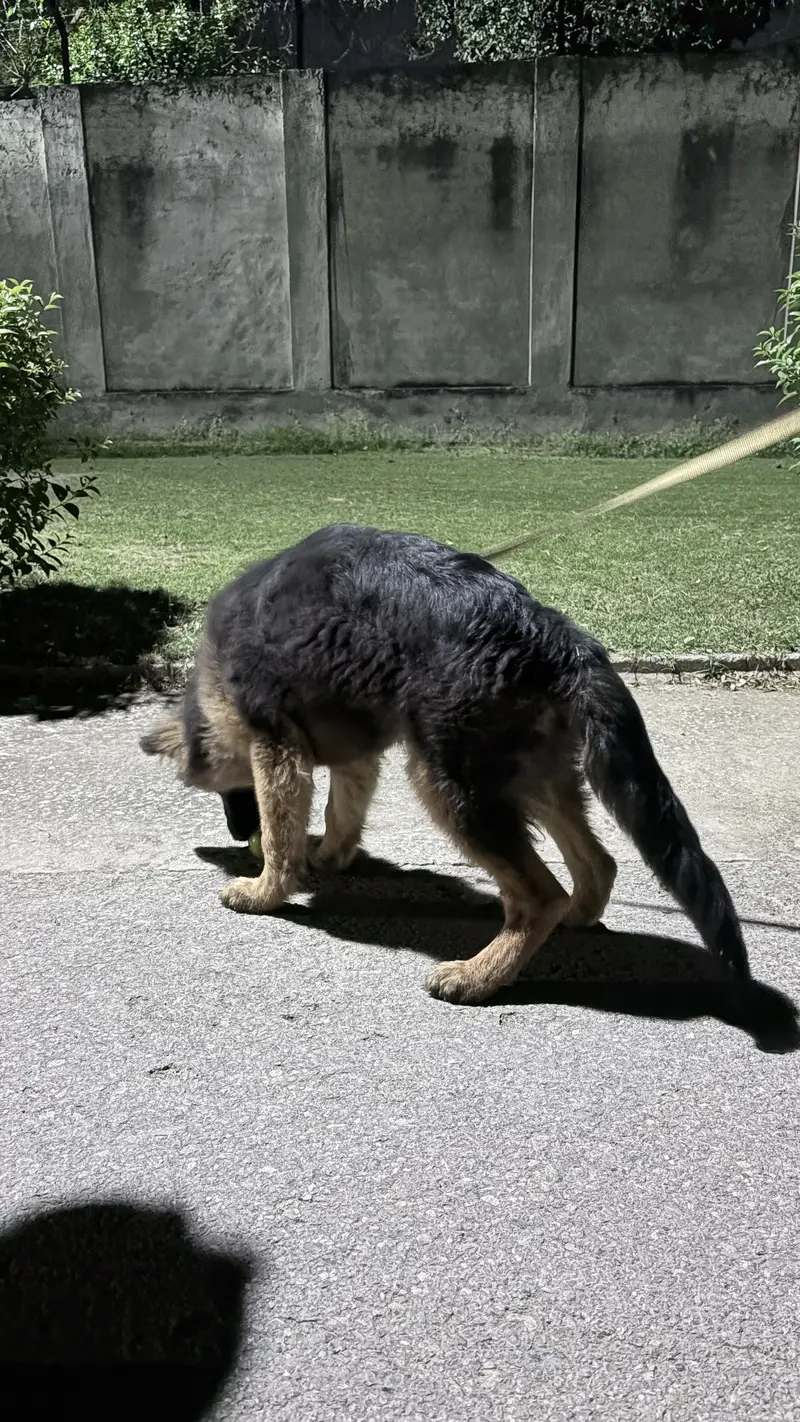 Premium German Shepherd Puppy for Sale – 4 Months Old, Pedigree Papers — photo 5