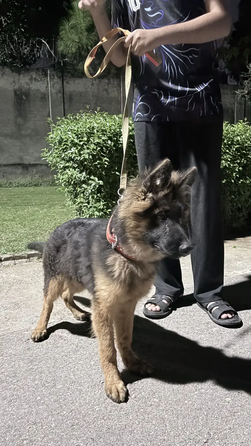 Premium German Shepherd Puppy for Sale – 4 Months Old, Pedigree Papers — photo 6