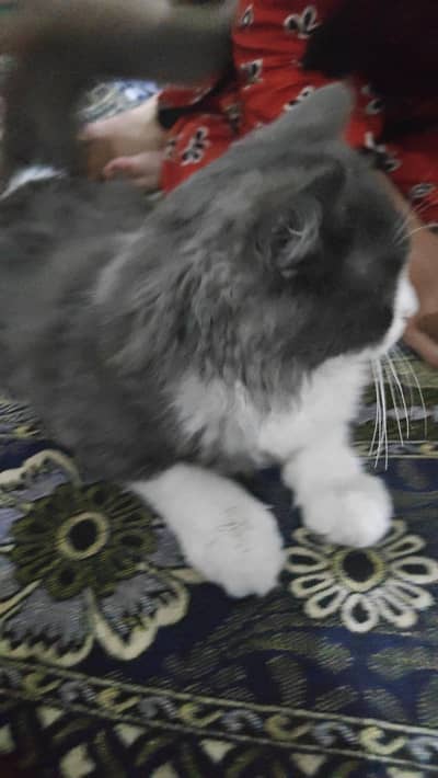 bht hi piyri cat hai