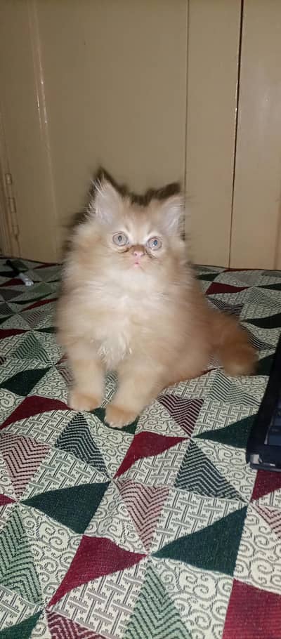 Punch face kitten for sale