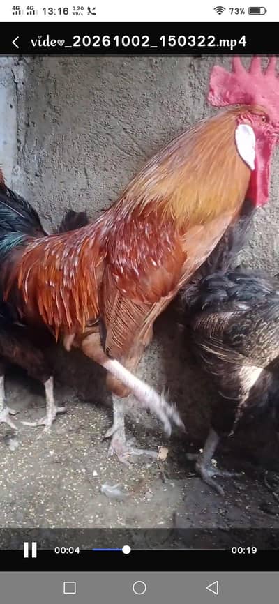 golden Misri