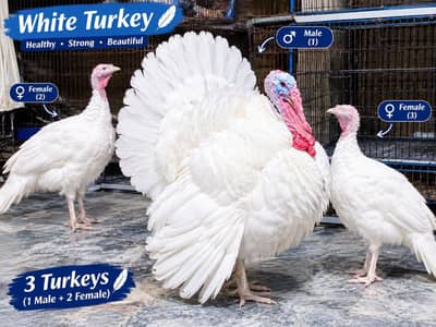 turkey birds