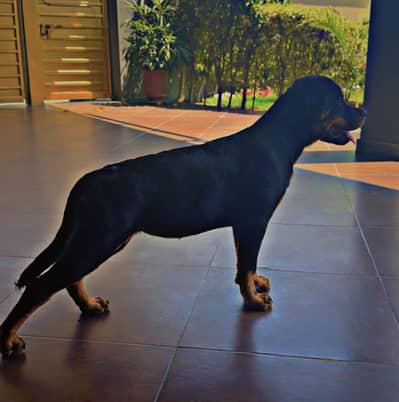 ROTTWEILER FEMALE AVAILABLE FOR SALE.