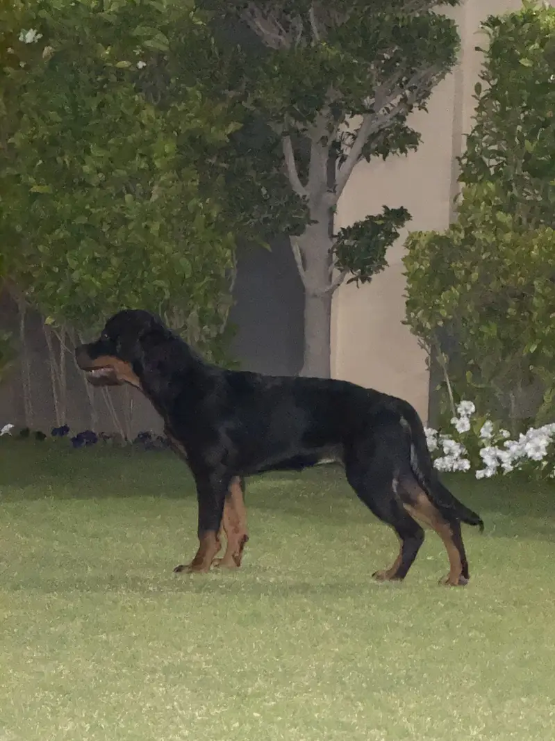ROTTWEILER FEMALE AVAILABLE FOR SALE. — photo 2