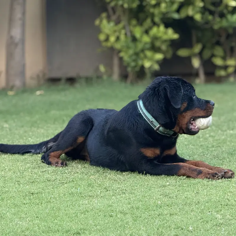 ROTTWEILER FEMALE AVAILABLE FOR SALE. — photo 3