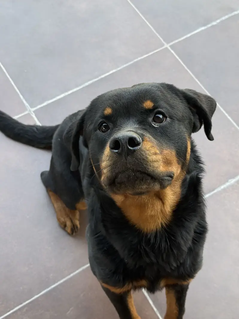 ROTTWEILER FEMALE AVAILABLE FOR SALE. — photo 4