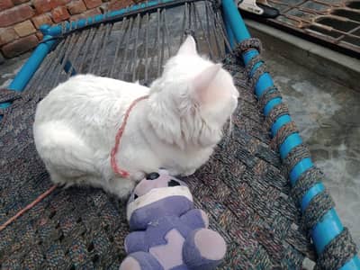 whit cat