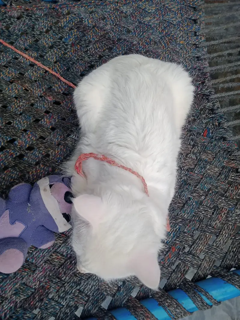 whit cat — photo 2