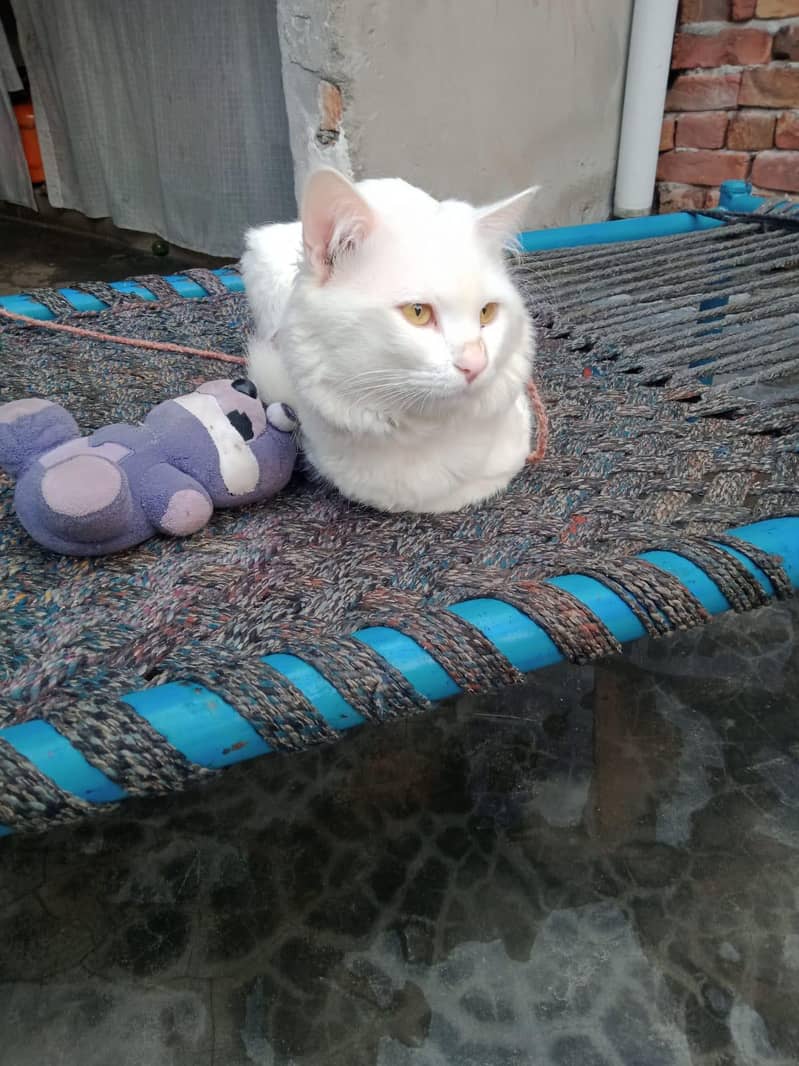 whit cat 2
