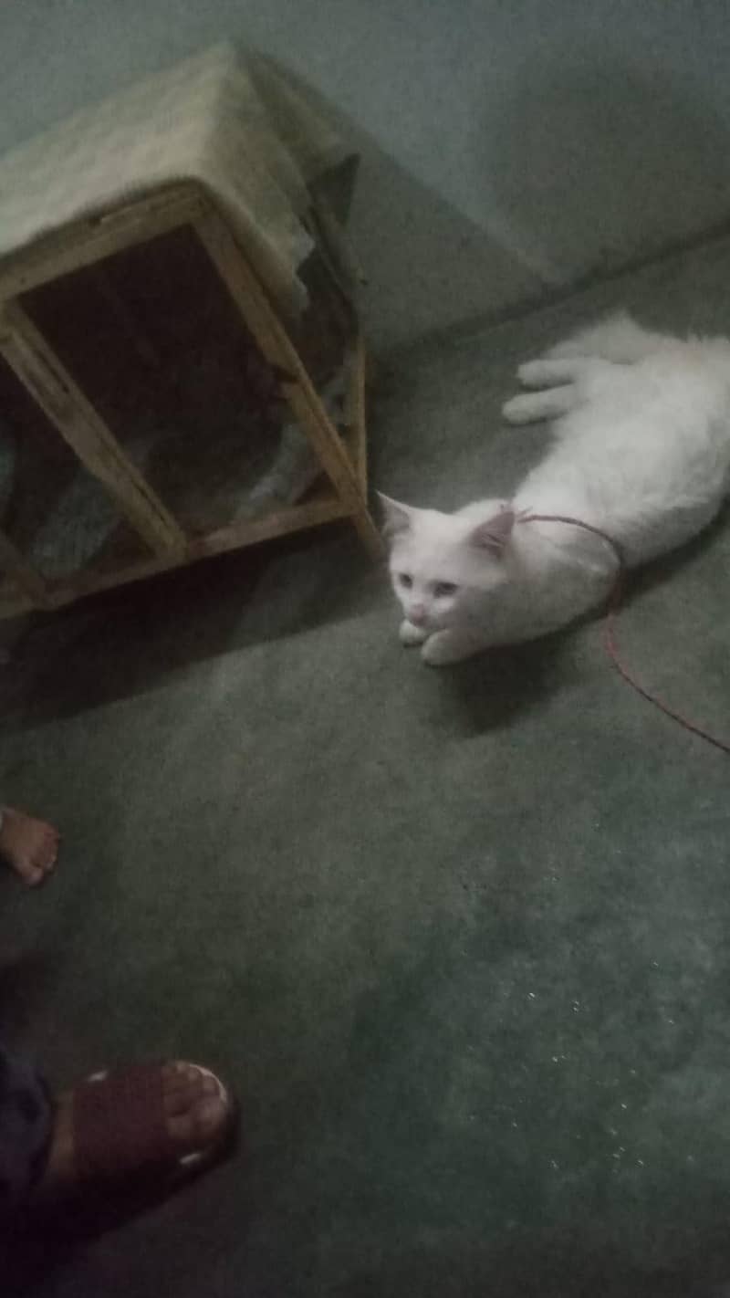 whit cat 3
