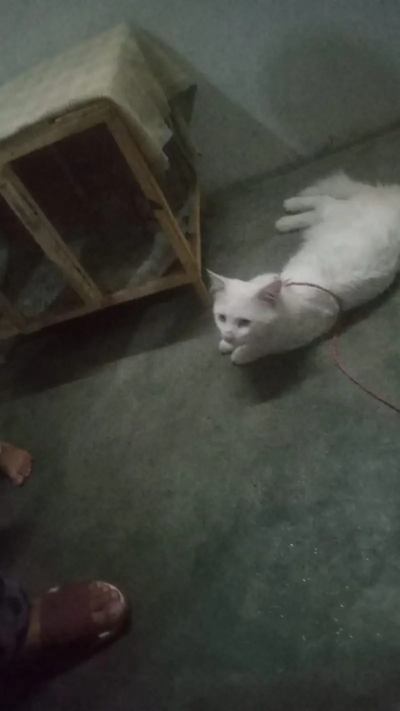 whit cat — photo 4