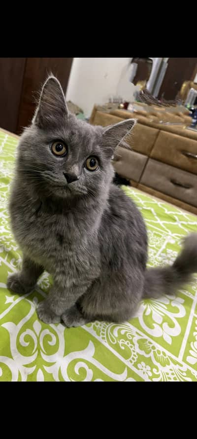 Super cat