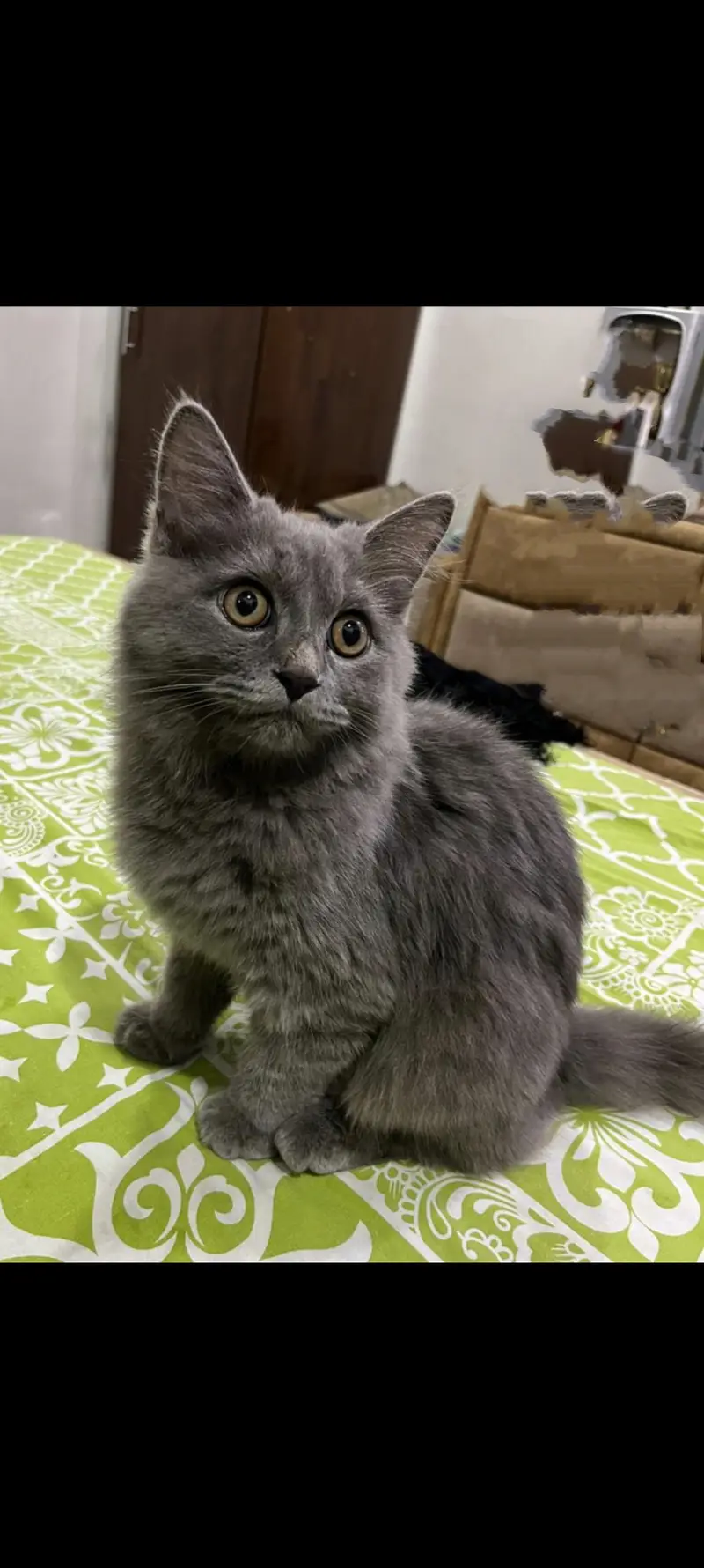 Super cat — photo 2
