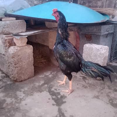 for sale hy