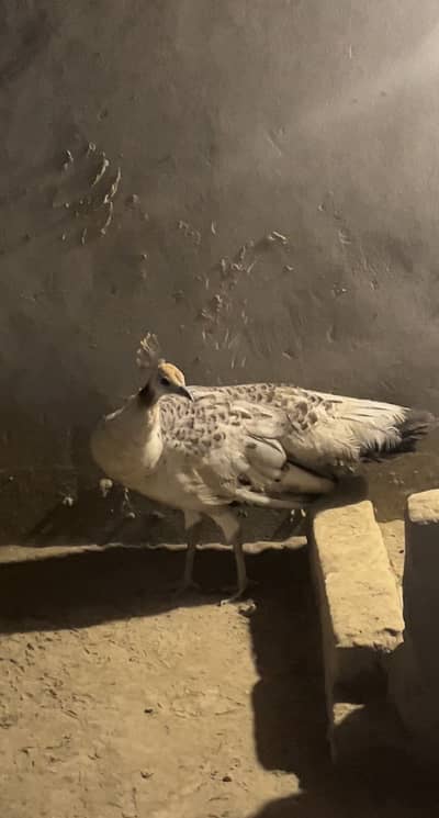 Healthy active breeder peahens