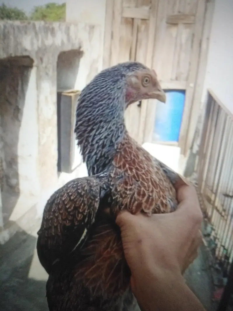 Pure shajri Aeel — photo 2