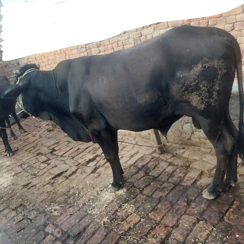 sahiwal cros men — photo 2