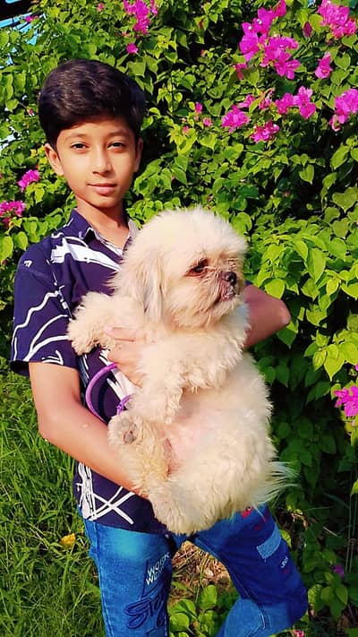 Shihtzhou female for Sale