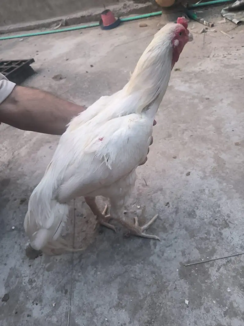 hera aseel breader zabardst quality may long height blue eyes may — photo 7