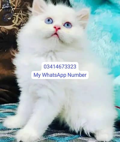 Persian kittens for urgent sale