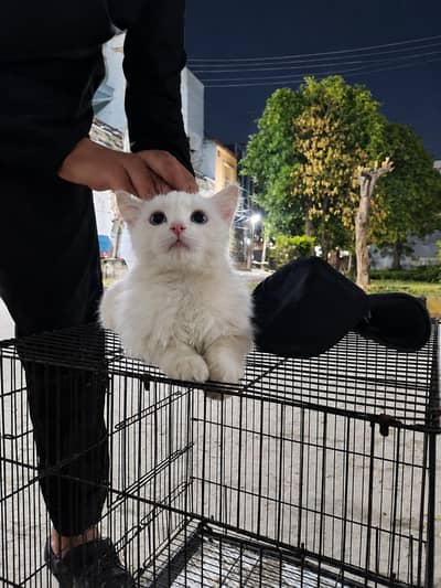 white Persian