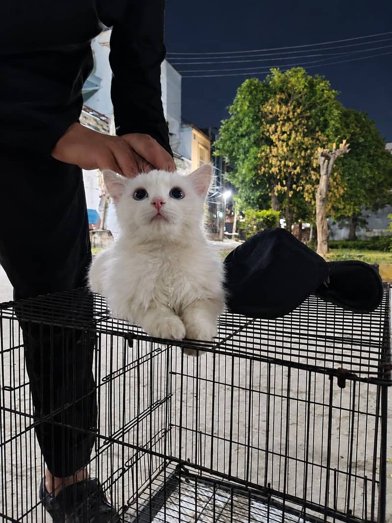 white Persian 0