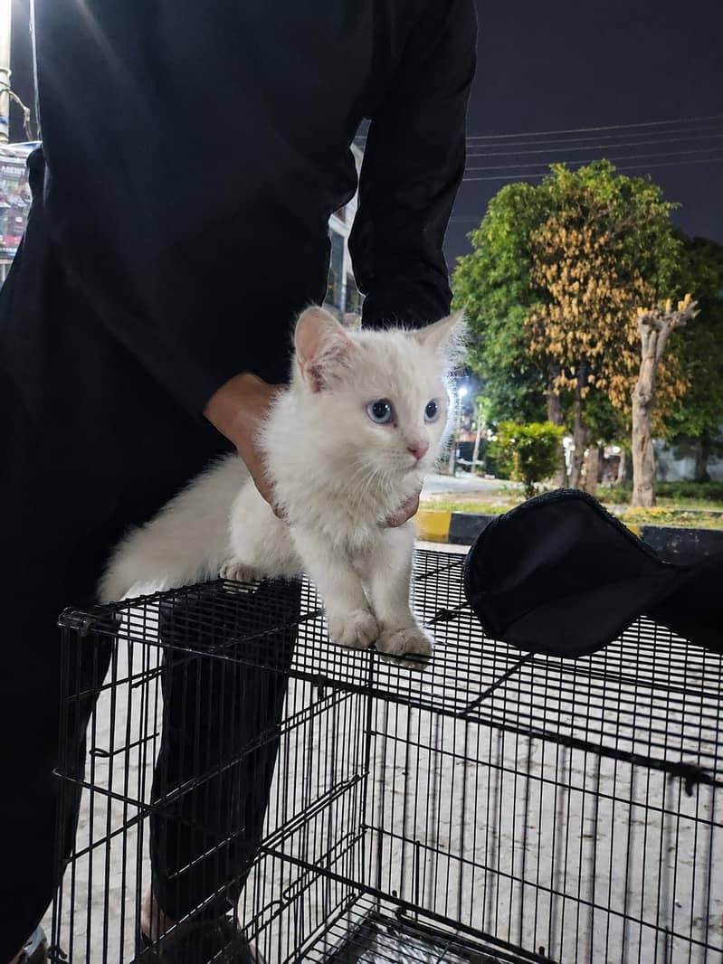 white Persian 1