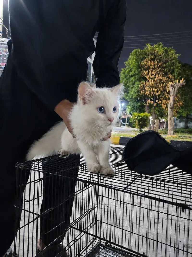 white Persian — photo 2