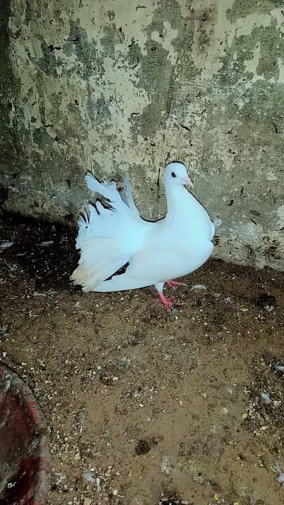 Breeder Laka Pair and Cage