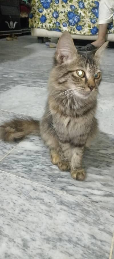 Beautiful Long Hair Cat for Sale