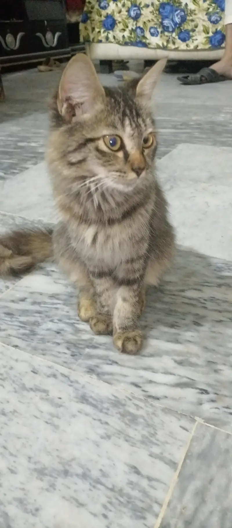 Beautiful Long Hair Cat for Sale — photo 2