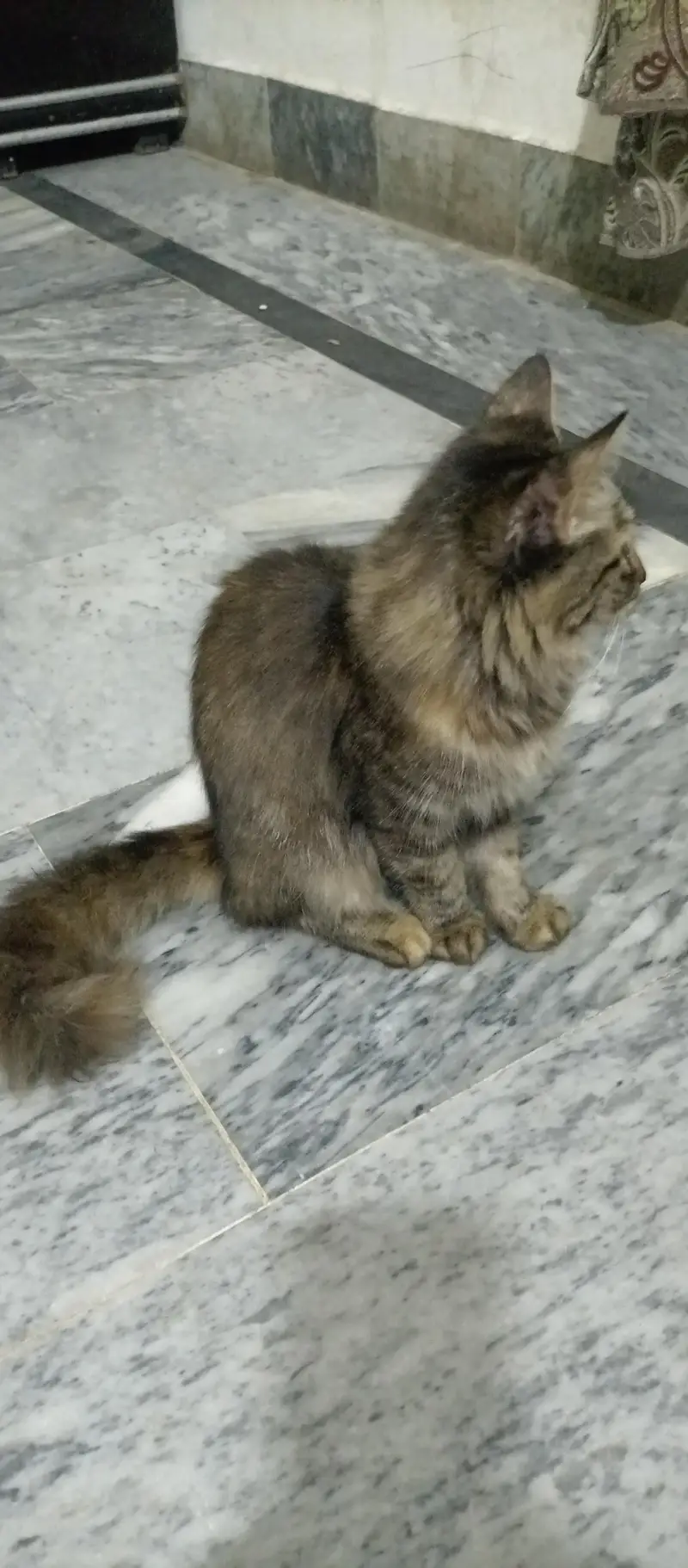 Beautiful Long Hair Cat for Sale — photo 3