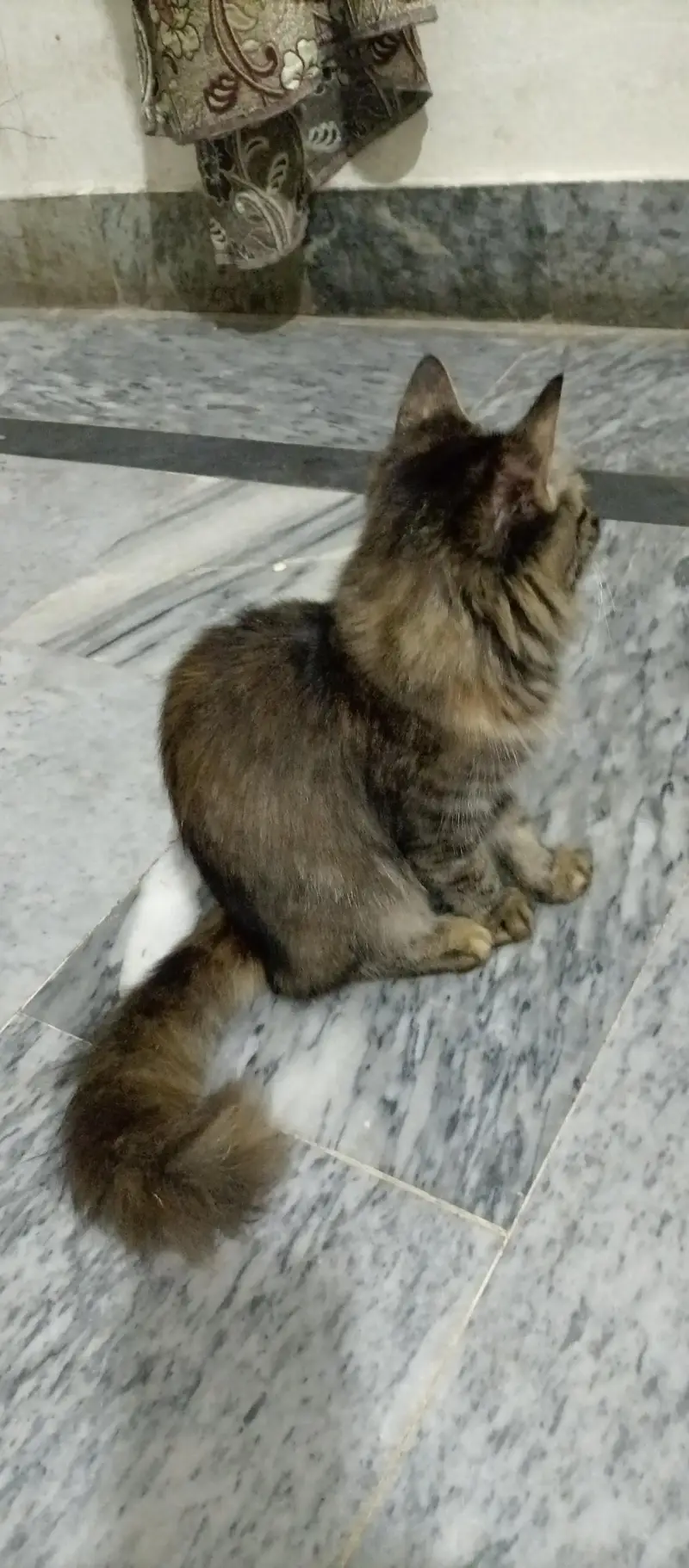 Beautiful Long Hair Cat for Sale — photo 4