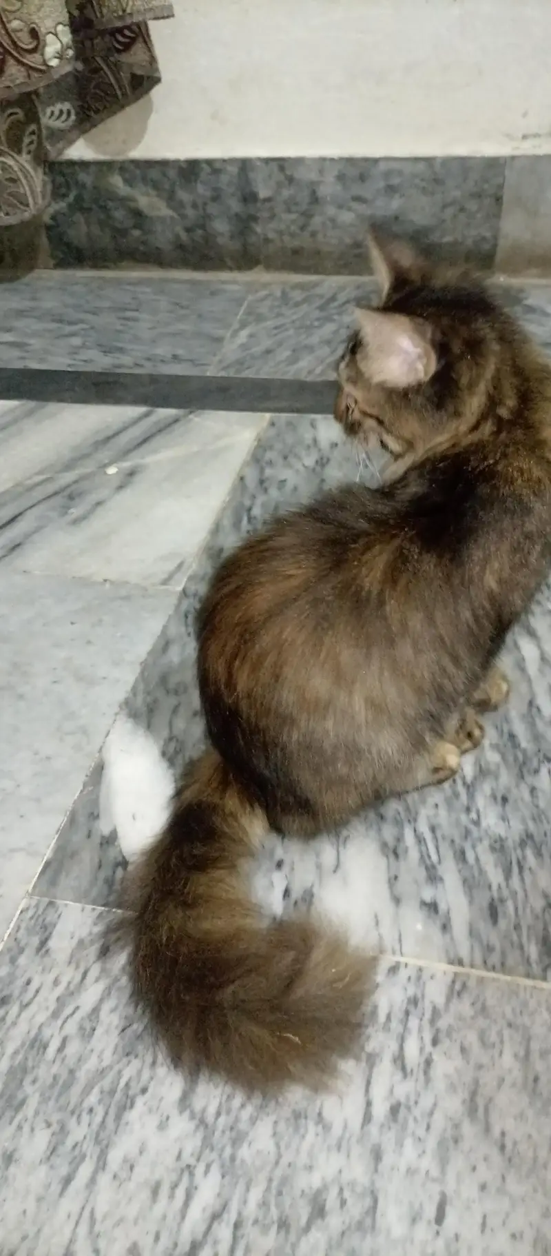 Beautiful Long Hair Cat for Sale — photo 5