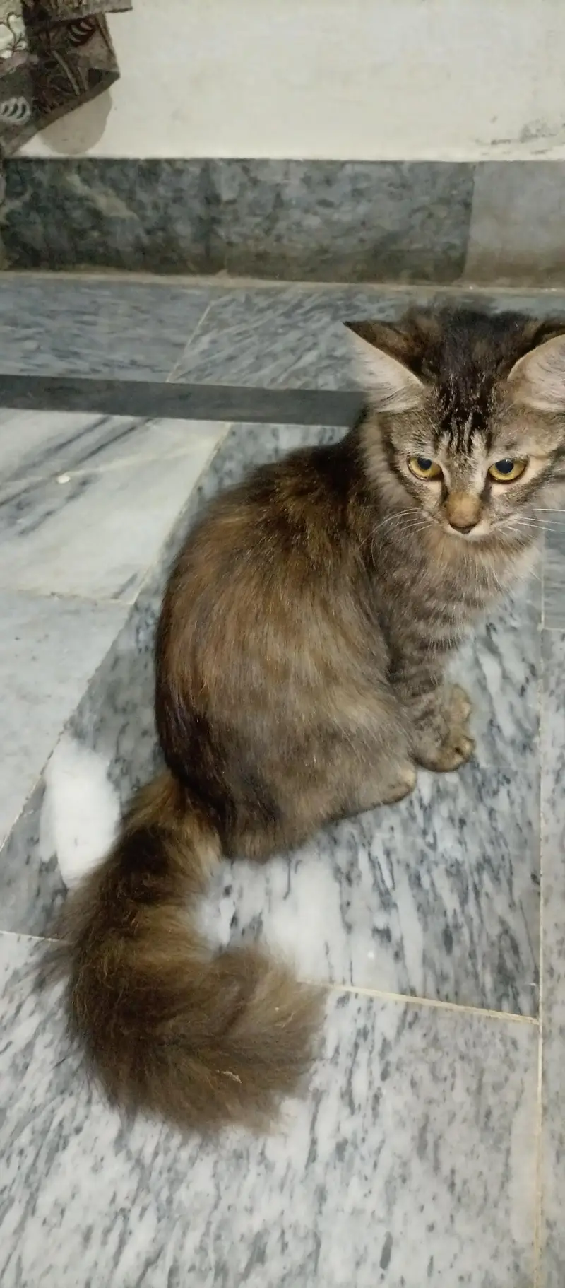 Beautiful Long Hair Cat for Sale — photo 6