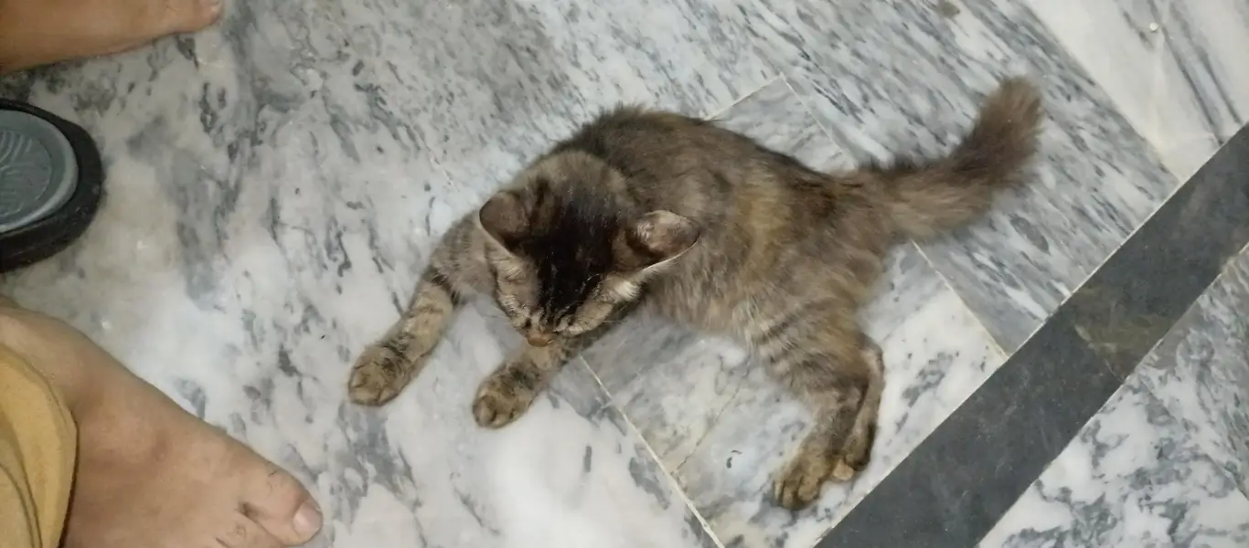 Beautiful Long Hair Cat for Sale — photo 7