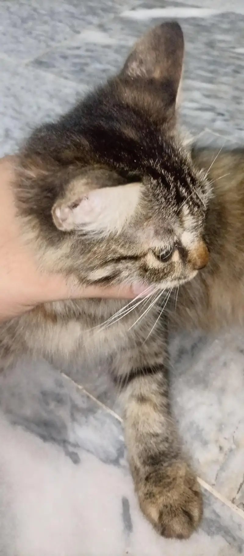 Beautiful Long Hair Cat for Sale — photo 8