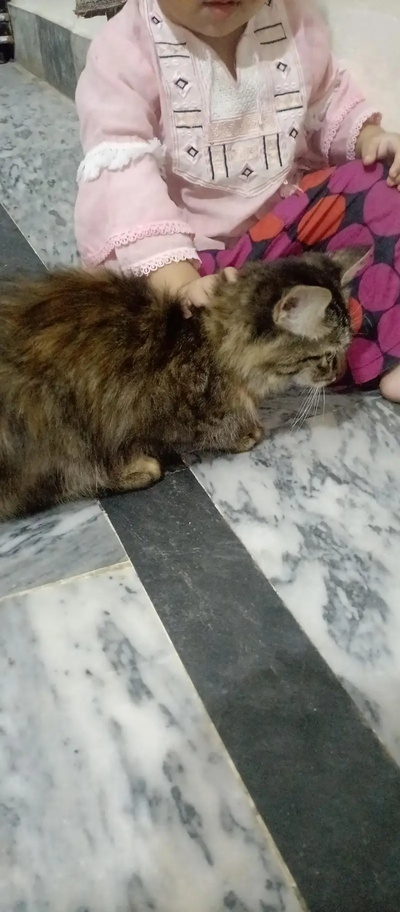 Beautiful Long Hair Cat for Sale — photo 9
