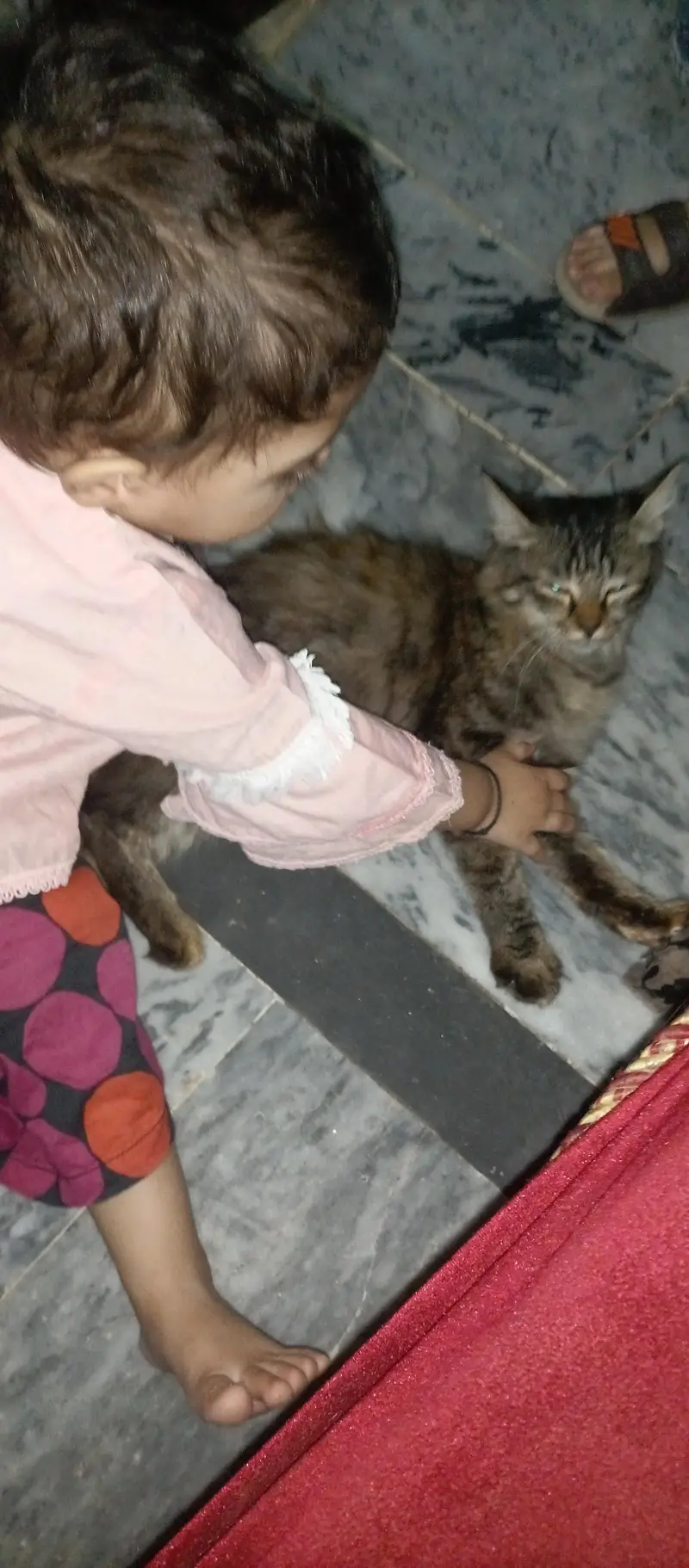 Beautiful Long Hair Cat for Sale — photo 10