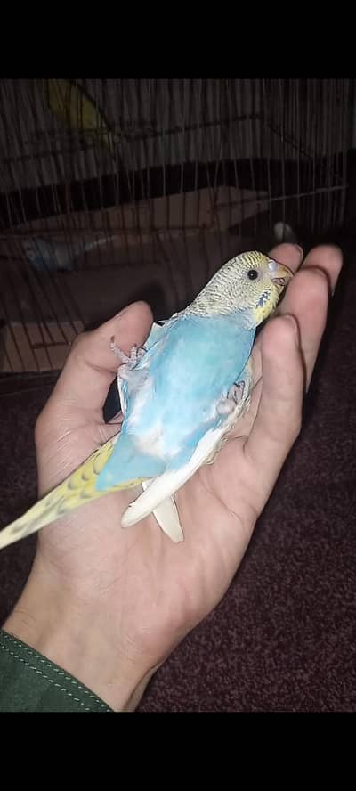 hand tame budgies parrot looking for new shelter
