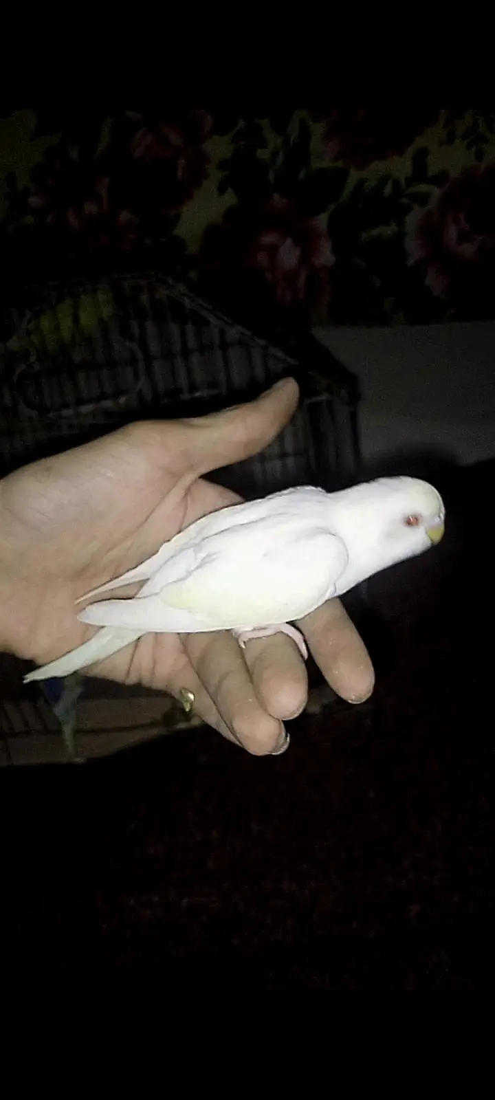 hand tame budgies parrot looking for new shelter — photo 2