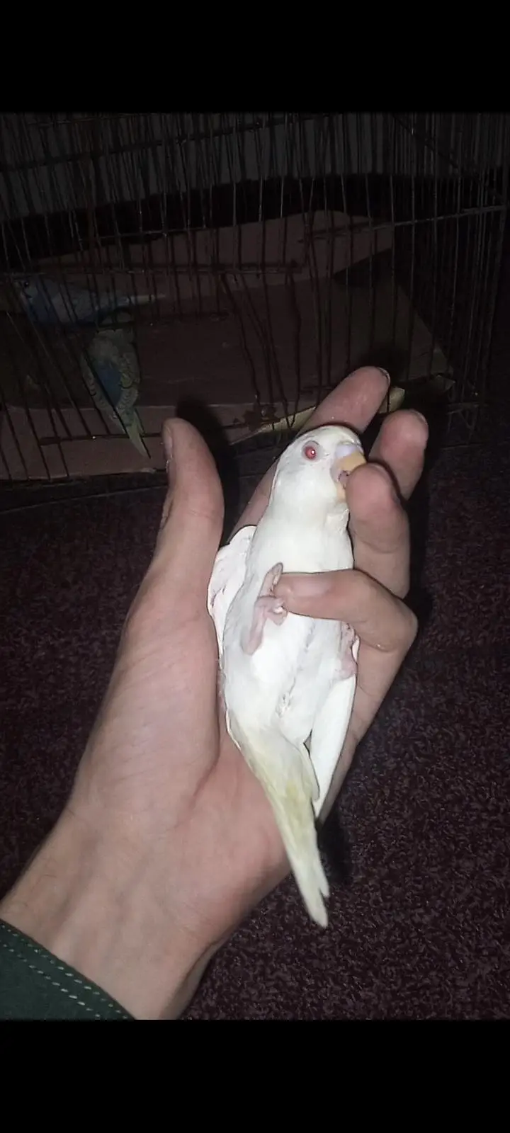 hand tame budgies parrot looking for new shelter — photo 3
