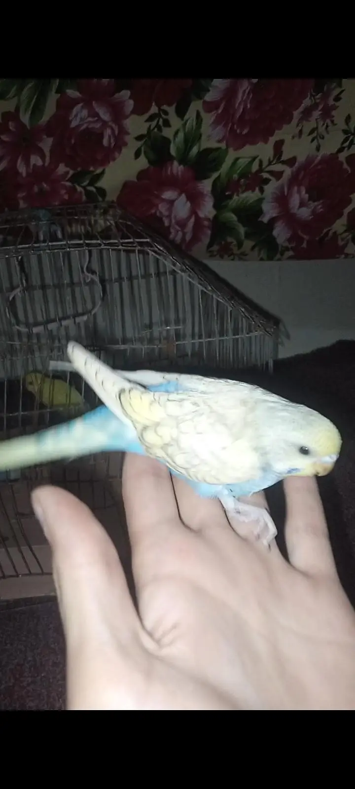 hand tame budgies parrot looking for new shelter — photo 4