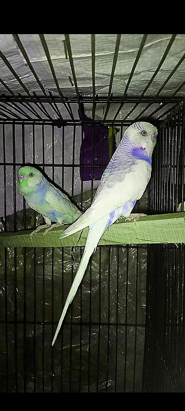 hand tame budgies parrot looking for new shelter — photo 5