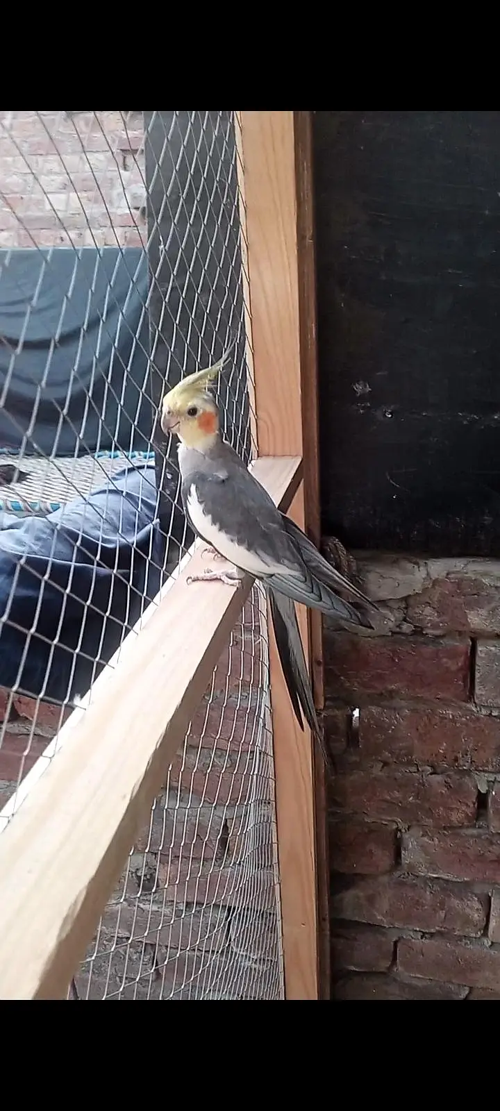hand tame budgies parrot looking for new shelter — photo 6
