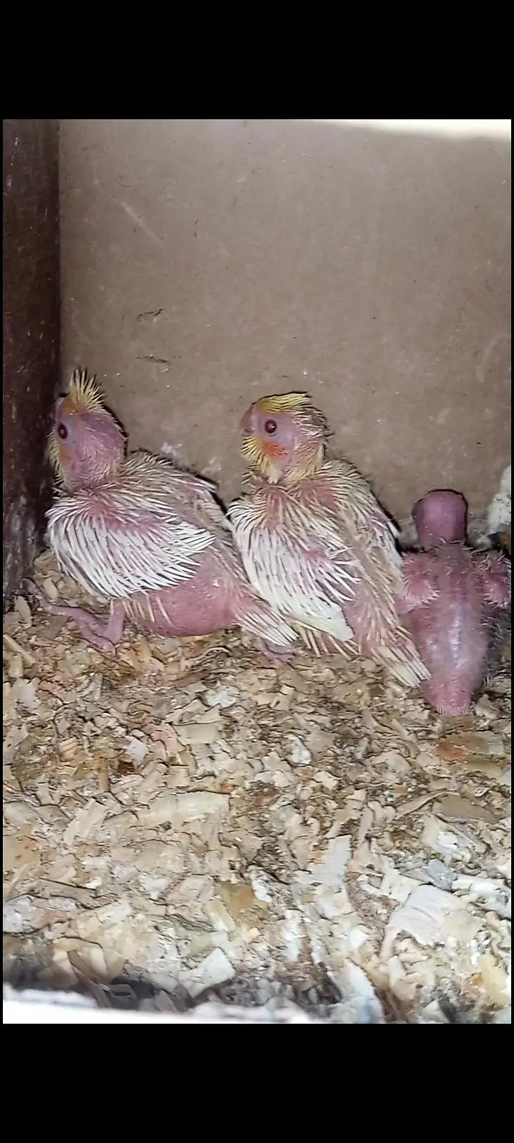 hand tame budgies parrot looking for new shelter — photo 7