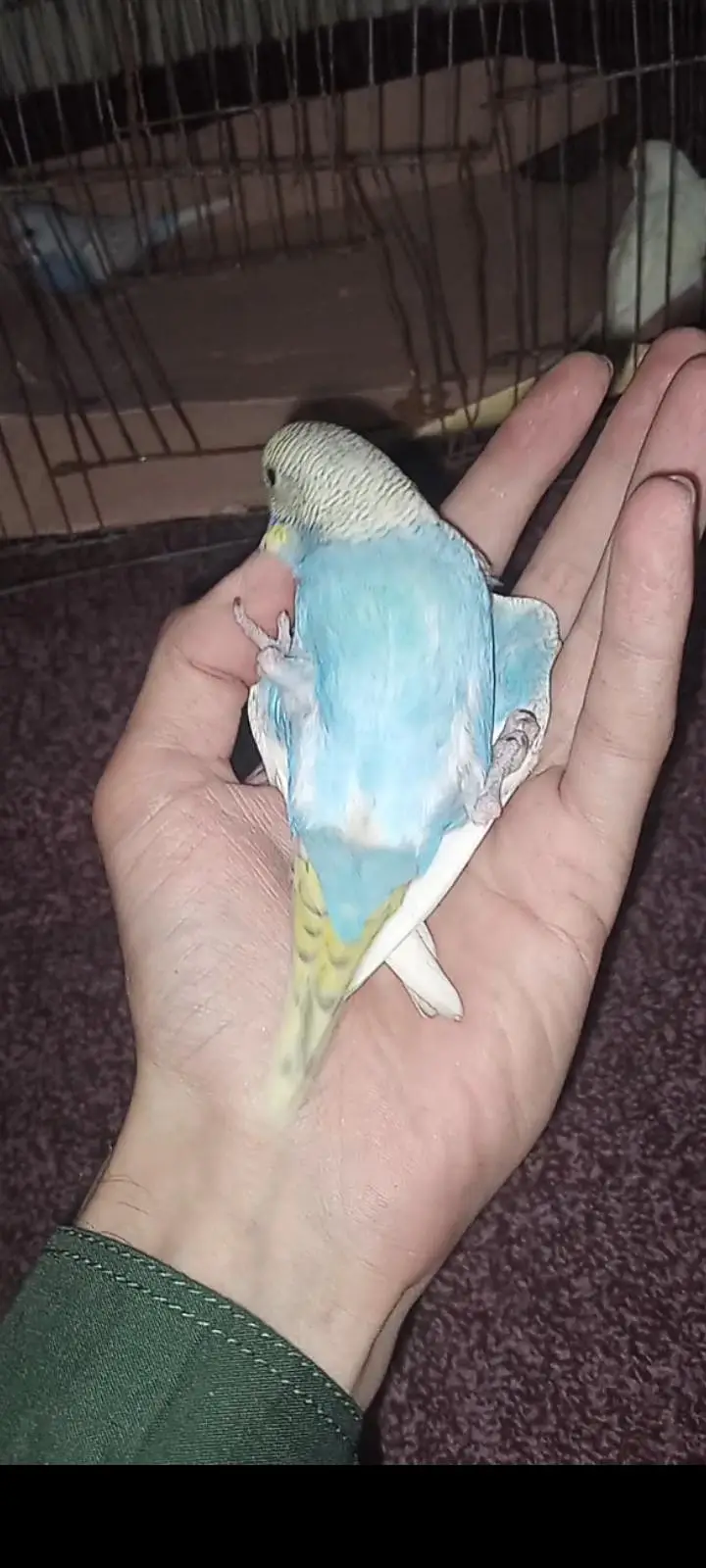 hand tame budgies parrot looking for new shelter — photo 9