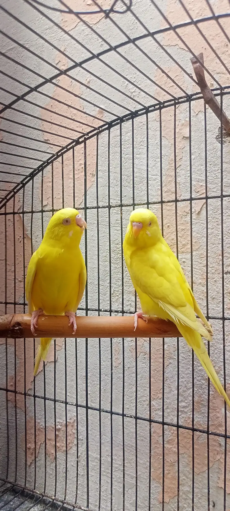 Bajri Latino And Albino Amazing Australian Budgies Parrots Budgerigar. — photo 2