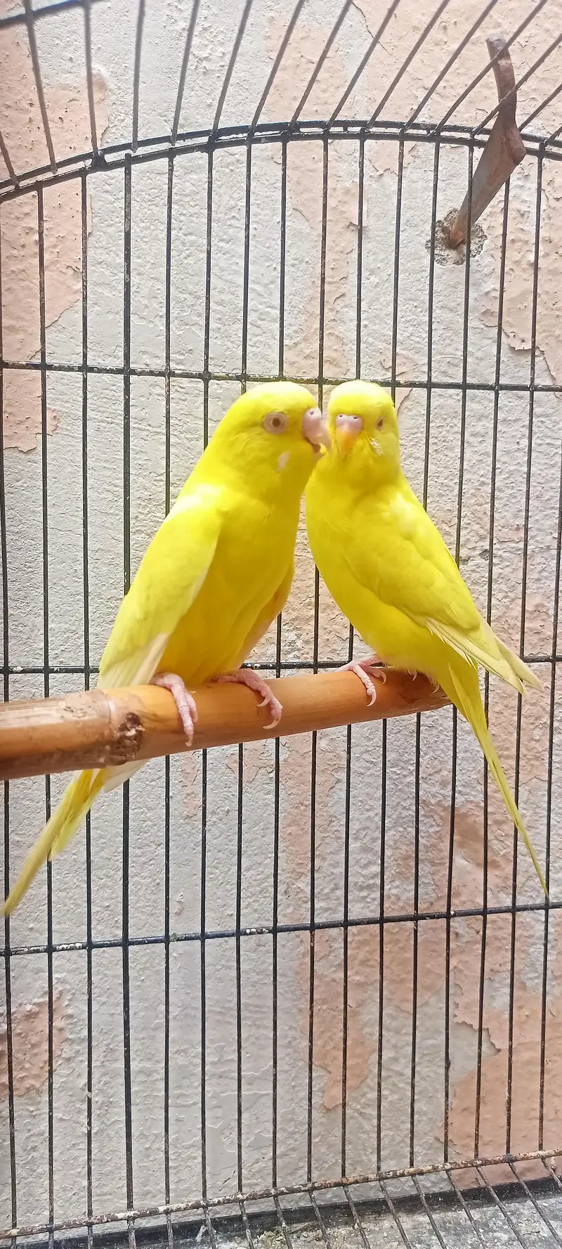 Bajri Latino And Albino Amazing Australian Budgies Parrots Budgerigar. — photo 3
