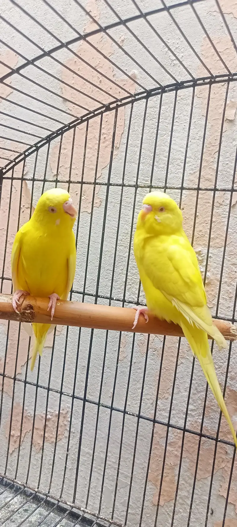 Bajri Latino And Albino Amazing Australian Budgies Parrots Budgerigar. — photo 4